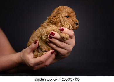 Toy Poodle Puppy In Hands, On A Light Brown Background. Baby Animal Theme. High Quality Photo