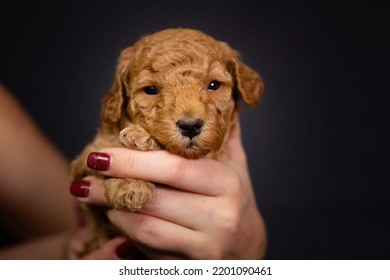 Toy Poodle Puppy In Hands, On A Light Brown Background. Baby Animal Theme. High Quality Photo