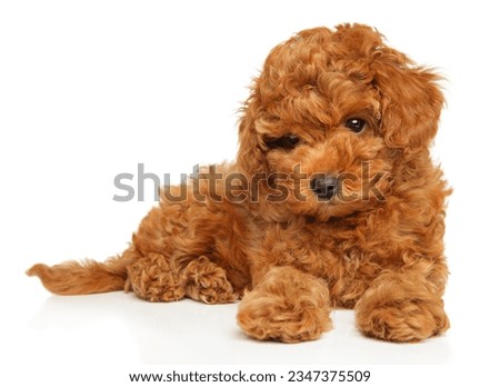 Toy Poodle puppy lies on a white background