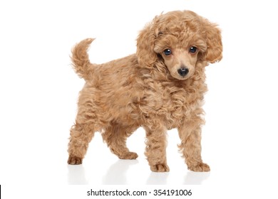 Toy Poodle puppy on white background