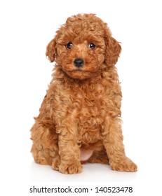 Toy Poodle Puppy. Portrait On A White Background