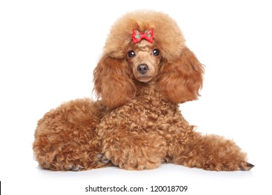 Toy poodle puppy with red bow lying on a white background