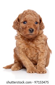 Toy poodle puppy sits on a white background
