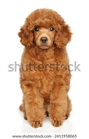 Toy Poodle puppy sits on a white background, front view