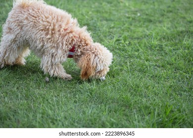 Toy poodle puppy sniffing the lawn in search of a mole - hunting instinct