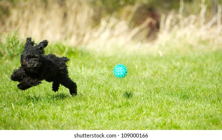 A toy poodle puppy zooming through the grass chasing a ball with his invisible fencing collar on, enjoying freedom in the Spring with copy space.