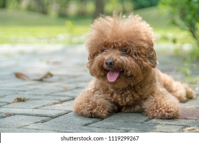 Toy poodle resting on concrete floor at the park