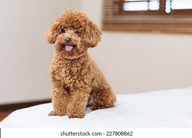 Toy Poodle sitting on bed 