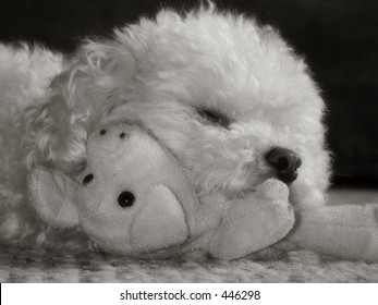 Toy Poodle Sleeping With Stuffed Pig