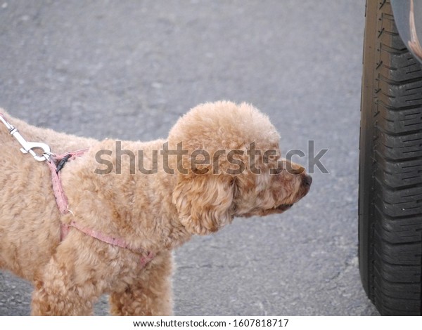 Toy poodle sniffing car\
tires