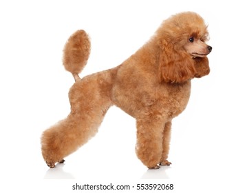 Toy Poodle In Stand On White Background