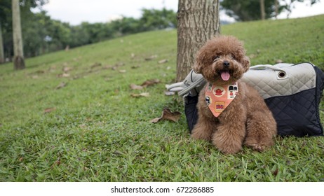 Toy poodle wearing bandana resting at the park.