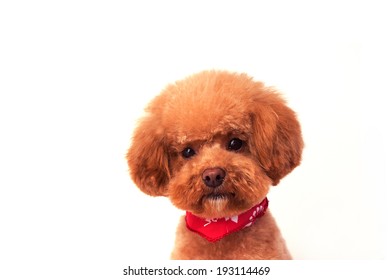 Toy poodle you have a scarf