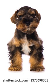 Toy Schnauzer Dog Isolated On White Background