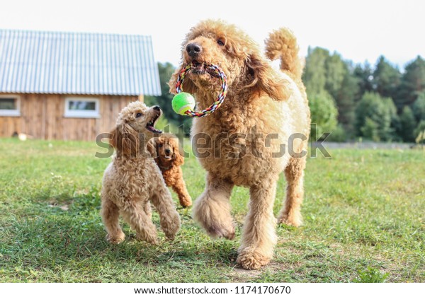 toy and standard poodle are played on the\
lawn. Pedigree dogs of apricot\
color.