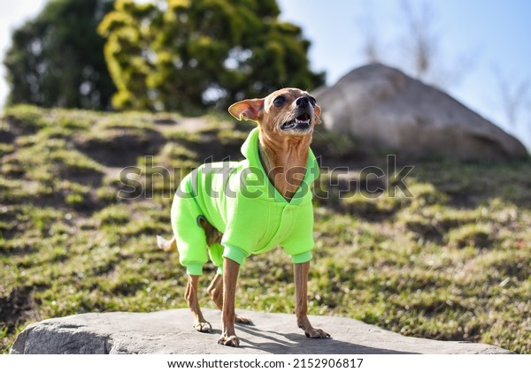 toy terrier in dog\
clothes in city park