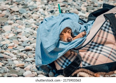 Toy Terrier Dog Hiding From The Sun In A Bag On The Beach