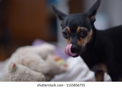 Toy Terrier dog photo portrait. Toy-terrier shows the tongue. 
Funny dog ​​in the room