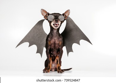 Toy Terrier. Halloween. A dog with wings. A small dog with glasses. A dog with an open mouth. Angry dog. 