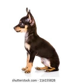 Chihuahua Profile High Res Stock Images Shutterstock