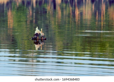 motorised boat toy