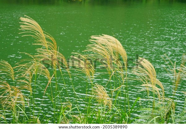 Toyama, the shining water surface of the river and\
the pampas grass in full\
bloom