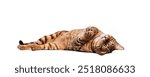 Toyger cat is lying on its back and playfully waving its paws in the air