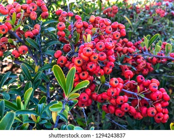 Toyon Berries And Bush