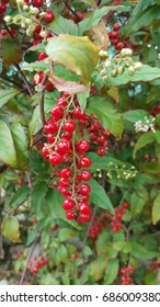 Toyon Fruit