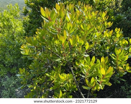 Toyon, Heteromeles Arbutifolia, Rosaceae, native hermaphroditic evergreen woody shrub in Gokceada, Canakkale, Turkey