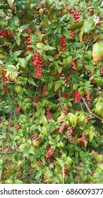 Toyon Plant