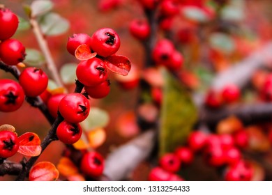 Toyon Plant In Summer 