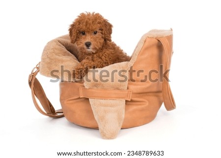 Toypoodle puppy into a bag