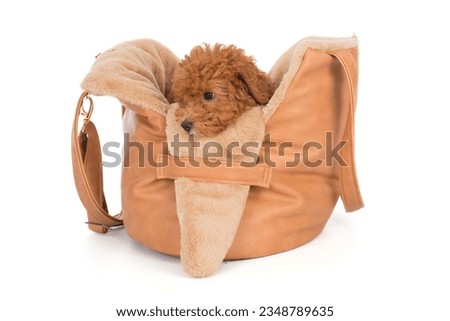 Toypoodle puppy into a bag