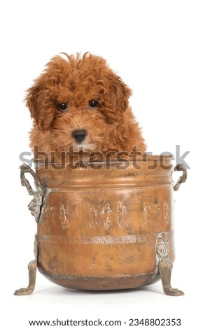 Toypoodle puppy into a vintage basket