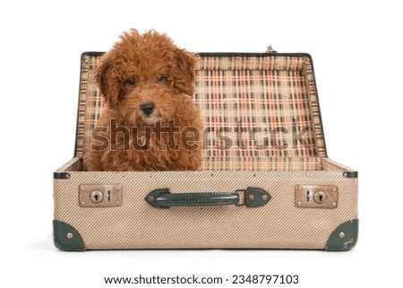 Toypoodle puppy into a vintage suitcase