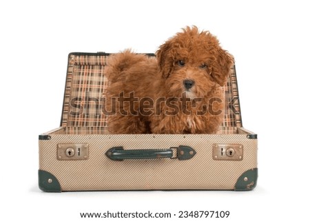 Toypoodle puppy into a vintage suitcase