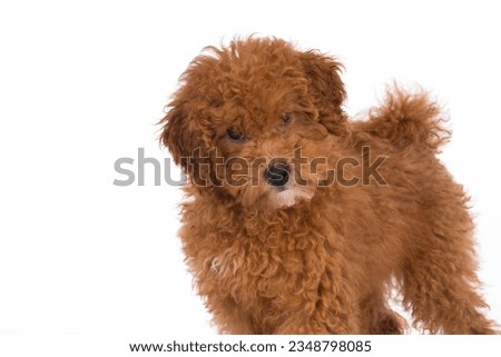 Toypoodle puppy isolated on white