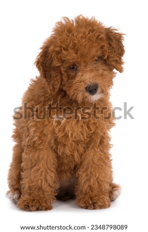 Toypoodle puppy isolated on white