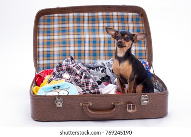 Toy-terrier in suitcase for travel. Sleek-haired russian toy-terrier sitting in open travel bag with clothes. Resort and weekend concept.