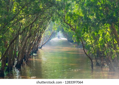 Tra Su Forest, An Giang, Vietnam