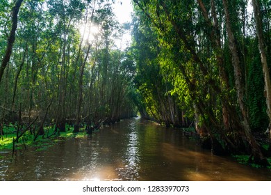 Tra Su Forest, An Giang, Vietnam