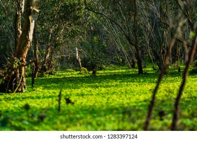 Tra Su Forest, An Giang, Vietnam