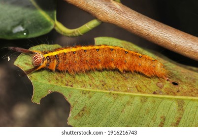 Trabala Vishnou Caterpillar Is A Moth Of The Family Lasiocampidae