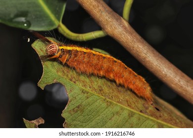 Trabala Vishnou Caterpillar Is A Moth Of The Family Lasiocampidae