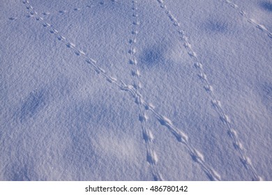 Trace of rabbits in the snow