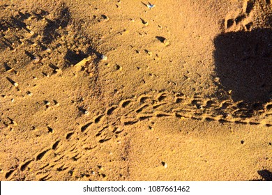 2,851 Snake Trail Images, Stock Photos & Vectors | Shutterstock