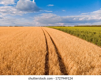 Trace Of The Track From A Tractor In The Wheat Field. Trace Of The Track From A Tractor In The Wheat And Sunflower Field In Summer.