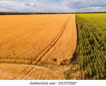 Trace Of The Track From A Tractor In The Wheat Field. Trace Of The Track From A Tractor In The Wheat And Sunflower Field In Summer.