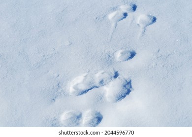 Traces of animals in the snow.  Animal footprints going through the snow
